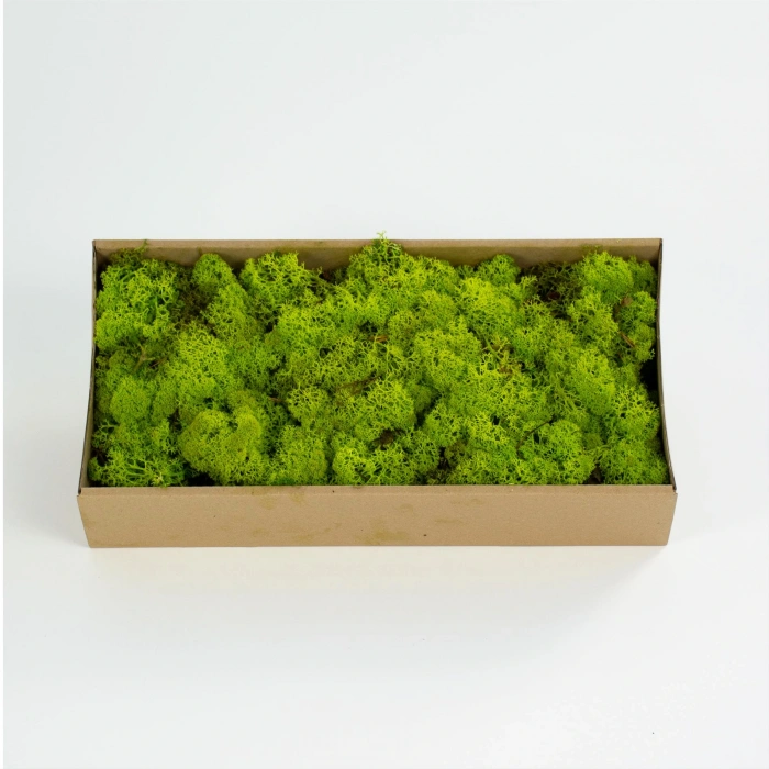 Reindeer moss lime green şoklanmış norveç yosunu