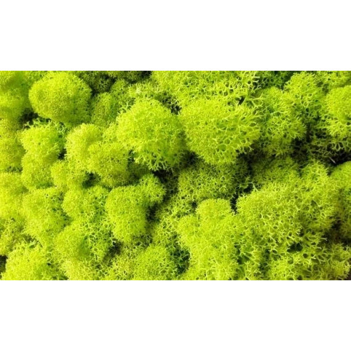 Reindeer moss lime green şoklanmış norveç yosunu