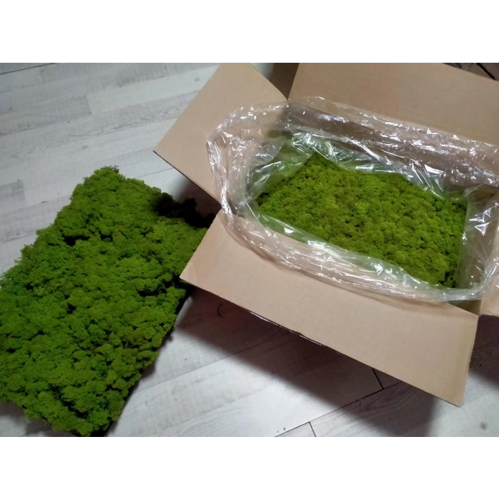 Reindeer moss lime green şoklanmış norveç yosunu 4 kg