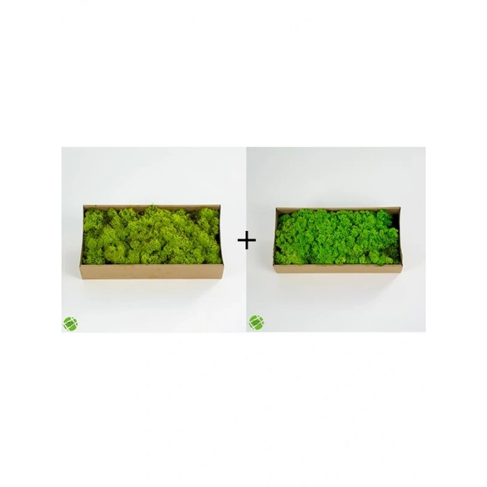 Reindeer moss lime green-spring green 2li set şoklanmış norveç yosunu