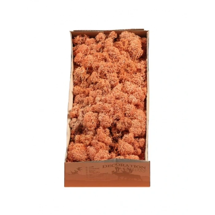 Reindeer moss MANGO şoklanmış norveç yosunu