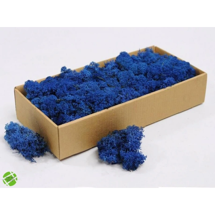 Reindeer moss mavi-sarı 2li set şoklanmış norveç yosunu