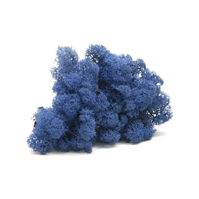 Reindeer moss mavi şoklanmış norveç yosunu
