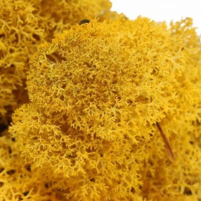 Reindeer moss sarı (hardal) şoklanmış norveç yosunu