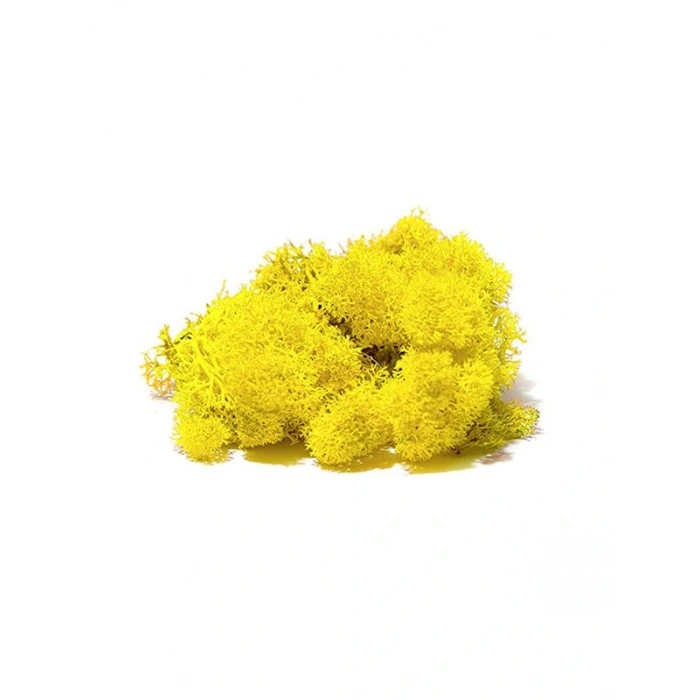 Reindeer moss sarı şoklanmış norveç yosunu