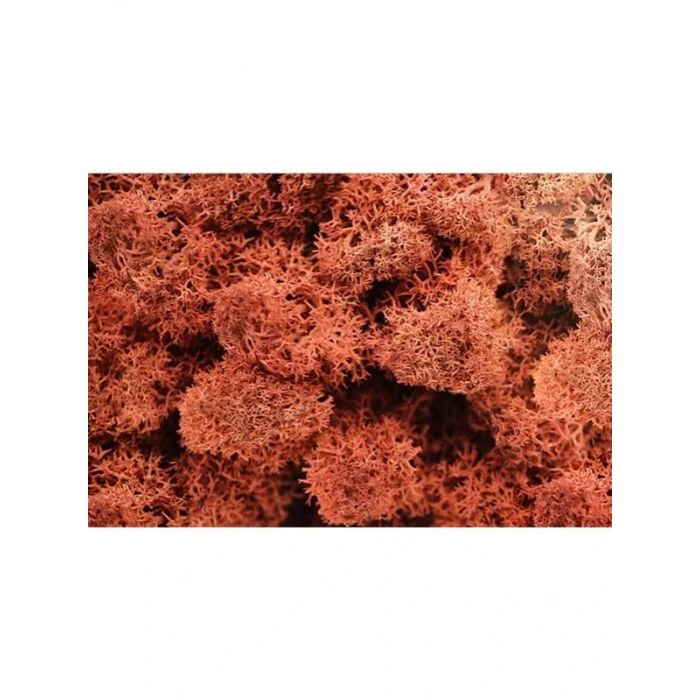 Reindeer moss SİENA şoklanmış norveç yosunu