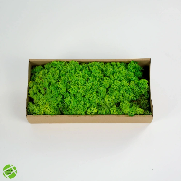 Reindeer moss spring green-forest green 2li set şoklanmış norveç yosunu