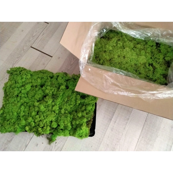 Reindeer moss spring green şoklanmış norveç yosunu 4 kg