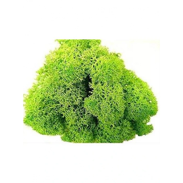 Reindeer moss spring green şoklanmış norveç yosunu 4 kg