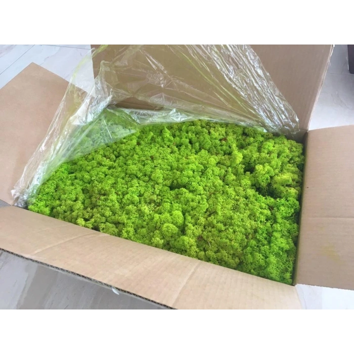 Reindeer moss spring green şoklanmış norveç yosunu 4 kg