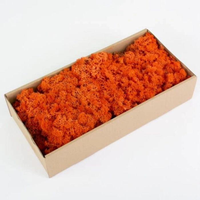 Reindeer moss turuncu şoklanmış norveç yosunu