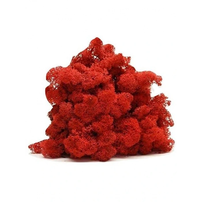 Reindeer moss turuncu şoklanmış norveç yosunu