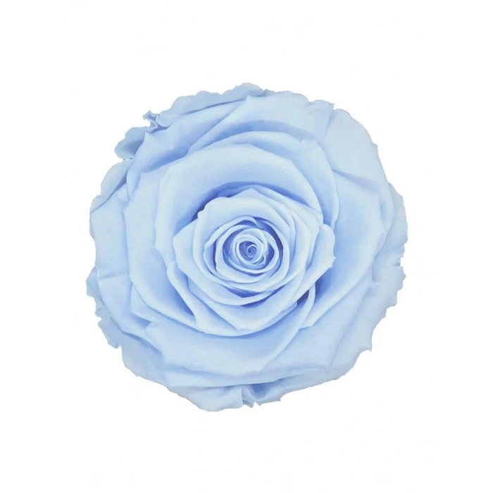 Rose Amor BLU-89 MAVİ şoklanmış solmaz gül XL