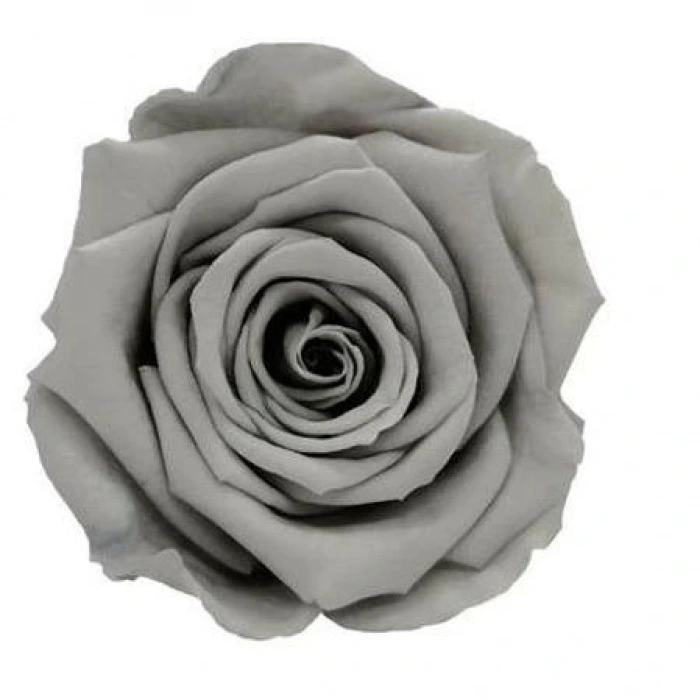 Rose Amor GRİ şoklanmış solmaz gül XL 6 lı paket
