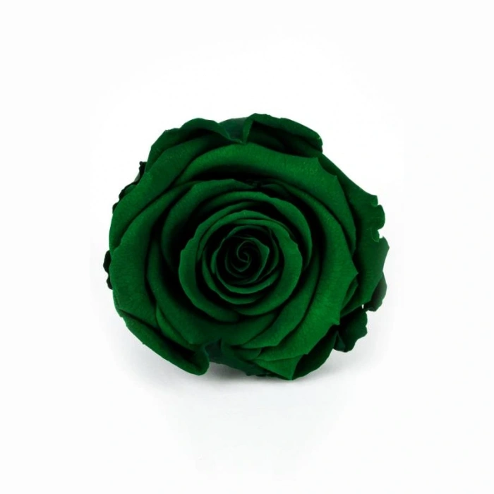 Rose Amor KOYU YEŞİL şoklanmış solmaz gül XL