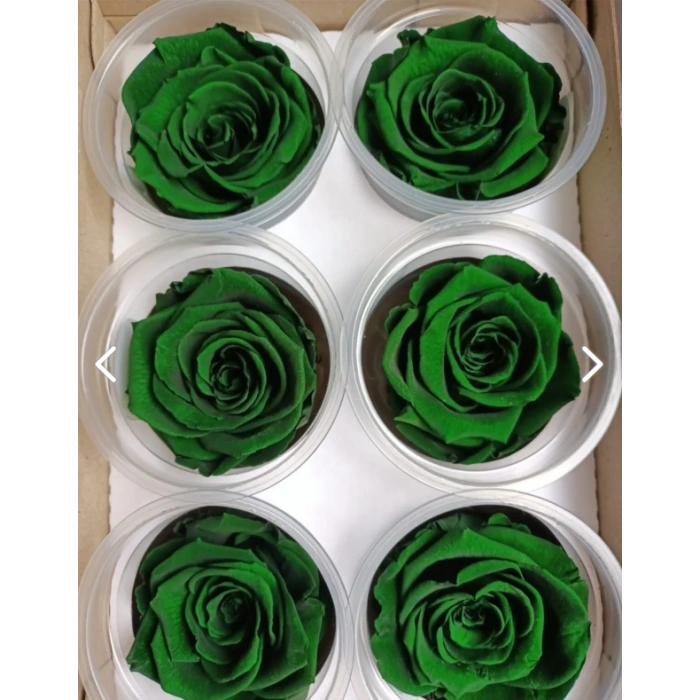 Rose Amor KOYU YEŞİL şoklanmış solmaz gül XL 6 lı paket