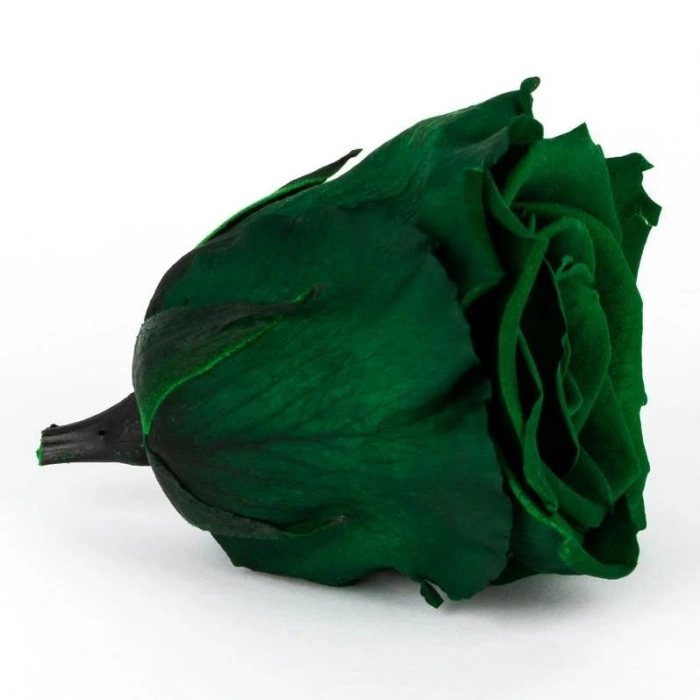 Rose Amor KOYU YEŞİL şoklanmış solmaz gül XL 6 lı paket