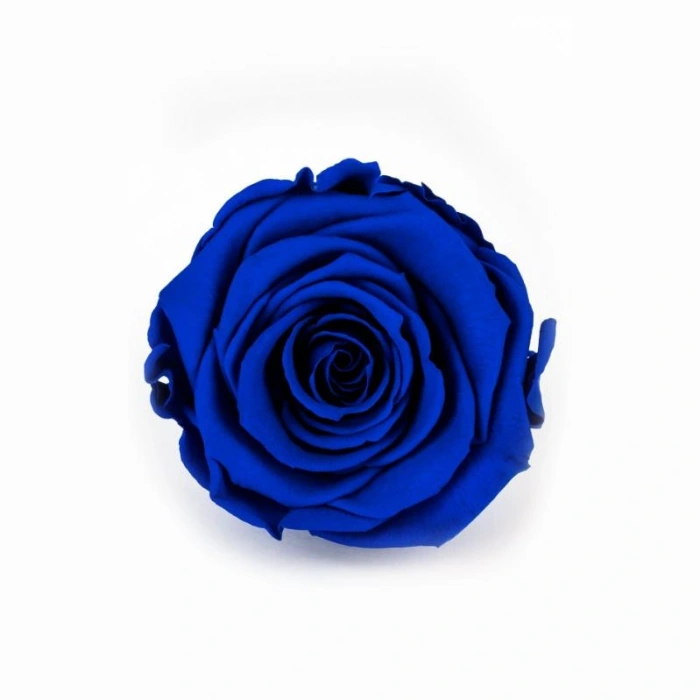 Rose Amor LACİVERT şoklanmış solmaz gül XL