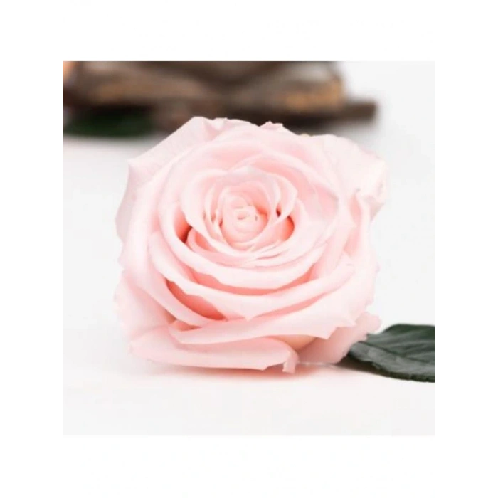 Rose Amor PİNK - 04 PEMBE şoklanmış solmaz gül XL 1 KUTU (6 ADET GÜL)