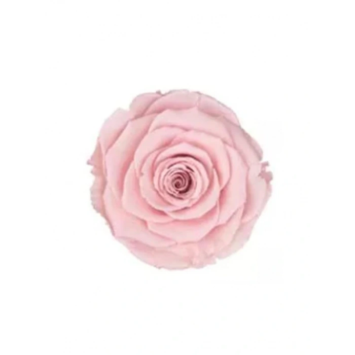 Rose Amor PİNK - 04 PEMBE şoklanmış solmaz gül XL
