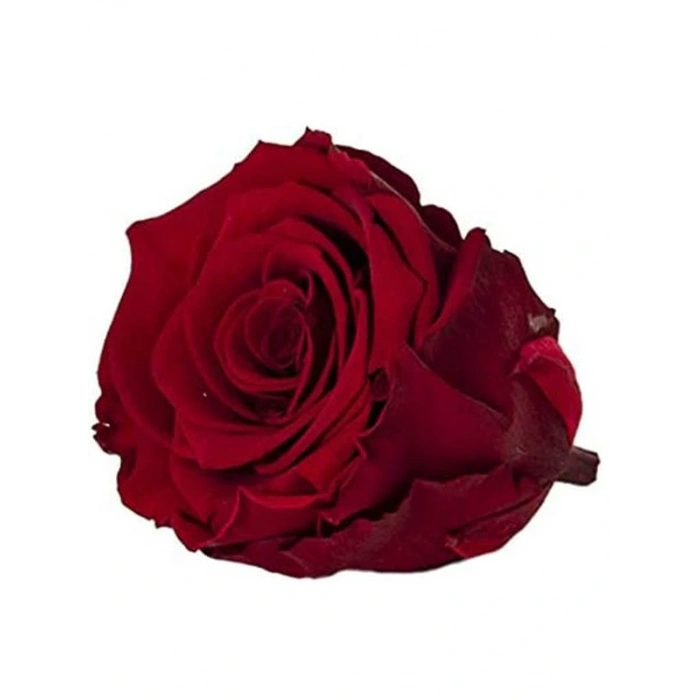 Rose Amor red-01 KOYU KIRMIZI şoklanmış solmaz gül XL