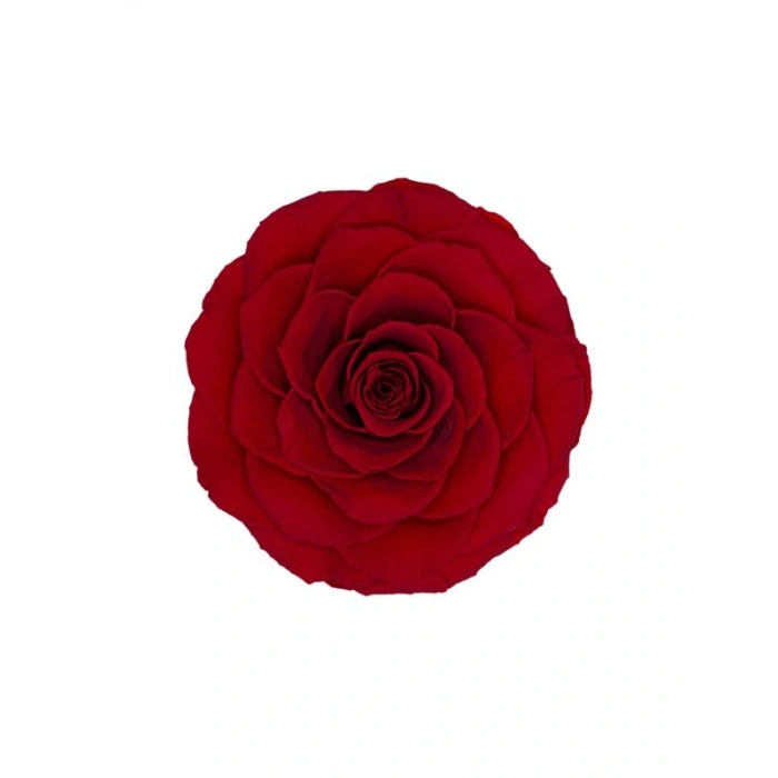 Rose Amor red-02 kırmızı şoklanmış solmaz gül XL 1 KUTU (6 ADET GÜL)