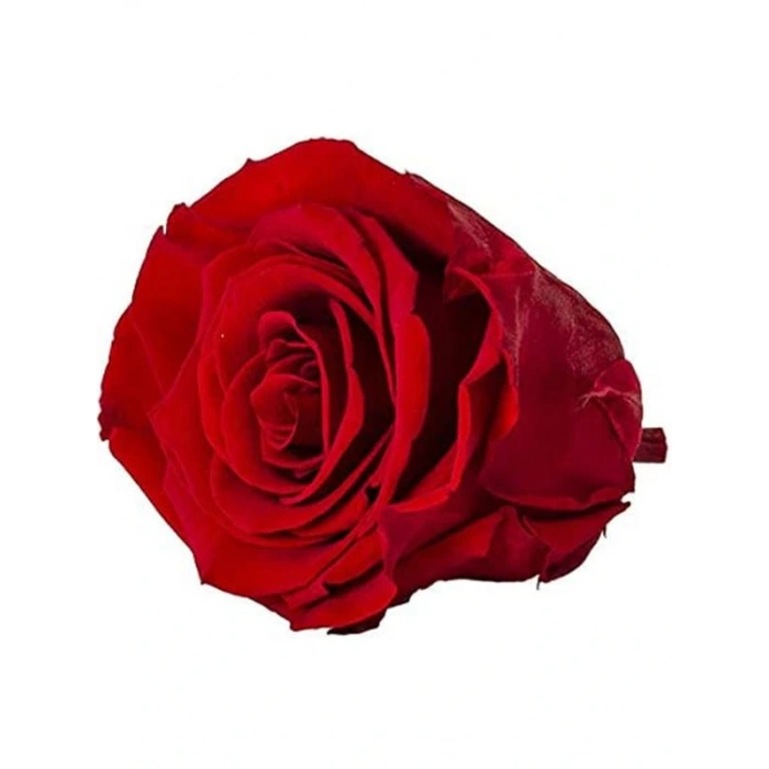 Rose Amor red-02 kırmızı şoklanmış solmaz gül XL 1 KUTU (6 ADET GÜL)