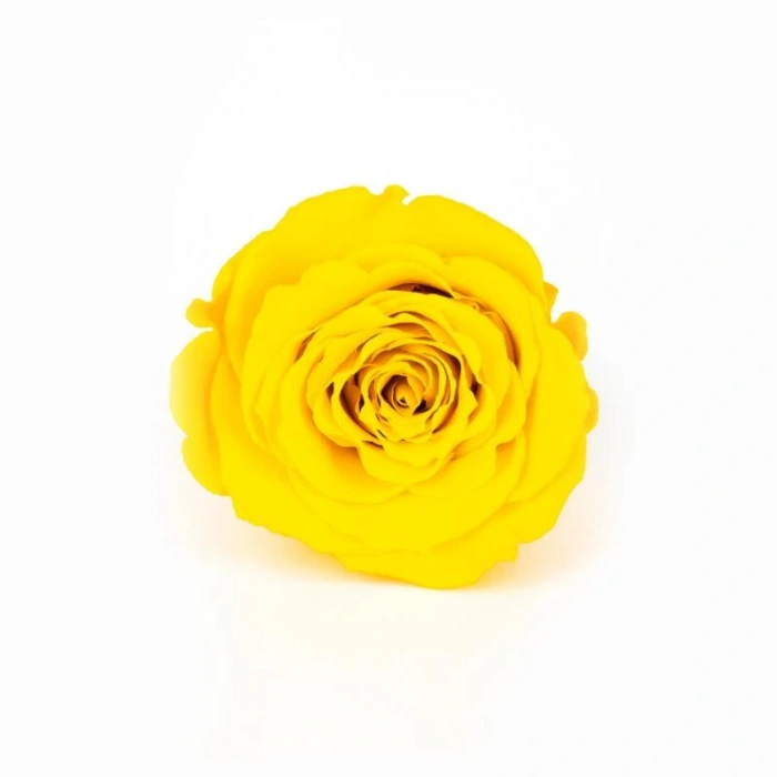 Rose Amor SARI şoklanmış solmaz gül XL