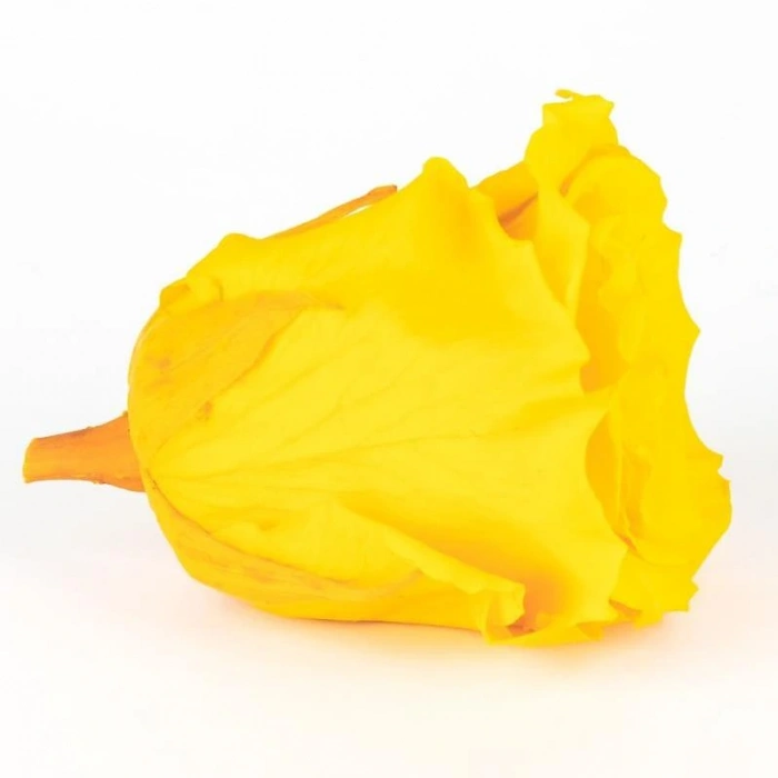 Rose Amor SARI şoklanmış solmaz gül XL 6 lı paket