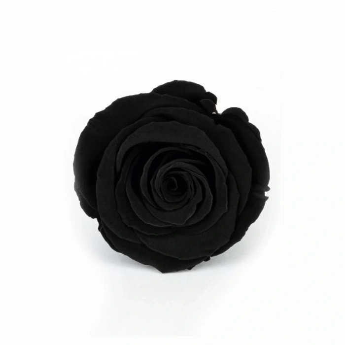Rose Amor SİYAH şoklanmış solmaz gül XL