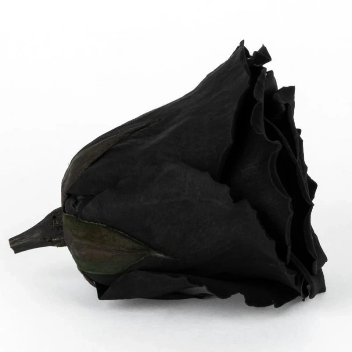 Rose Amor SİYAH şoklanmış solmaz gül XL 6 lı paket