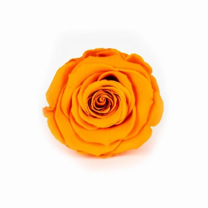 Rose Amor TURUNCU şoklanmış solmaz gül XL 6 lı paket