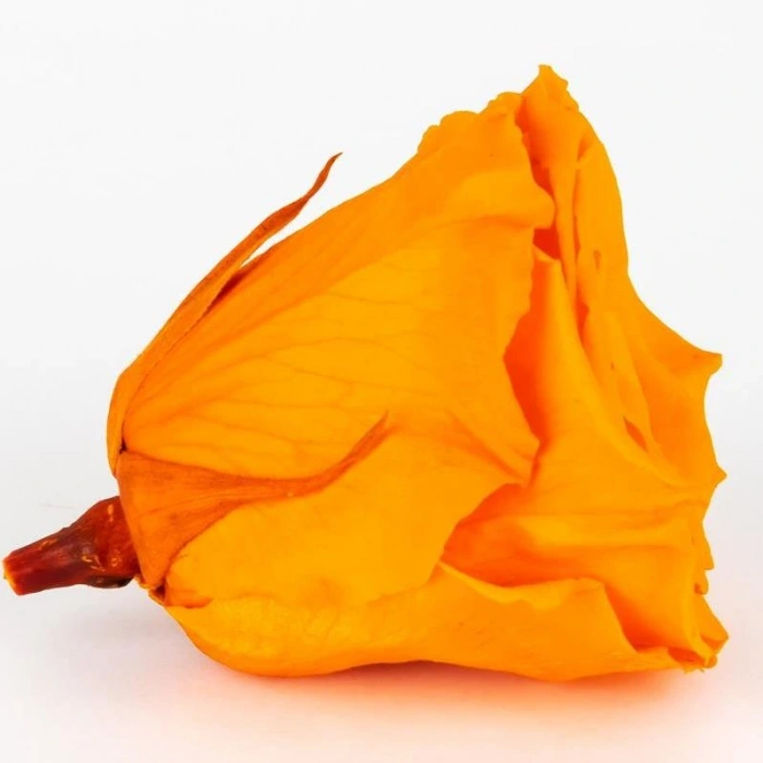 Rose Amor TURUNCU şoklanmış solmaz gül XL 6 lı paket