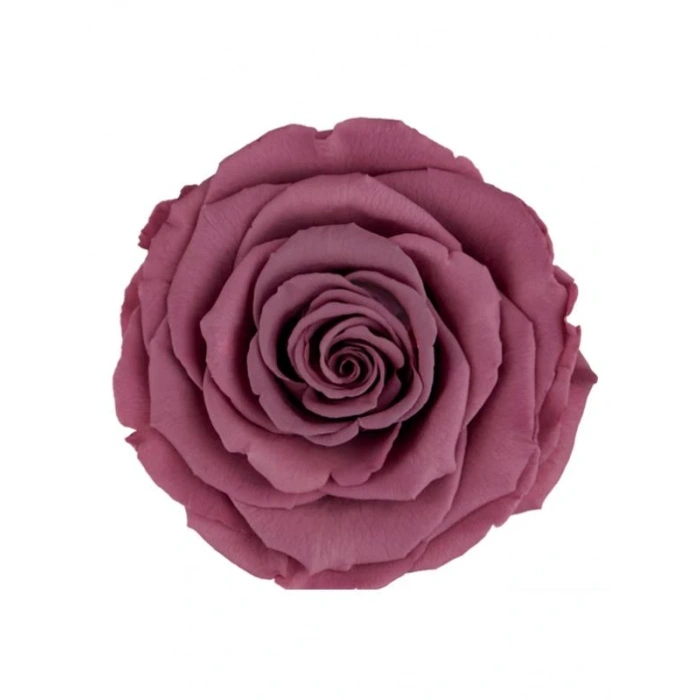 Rose Amor VİO-02 MENEKŞE RENGİ şoklanmış solmaz gül XL