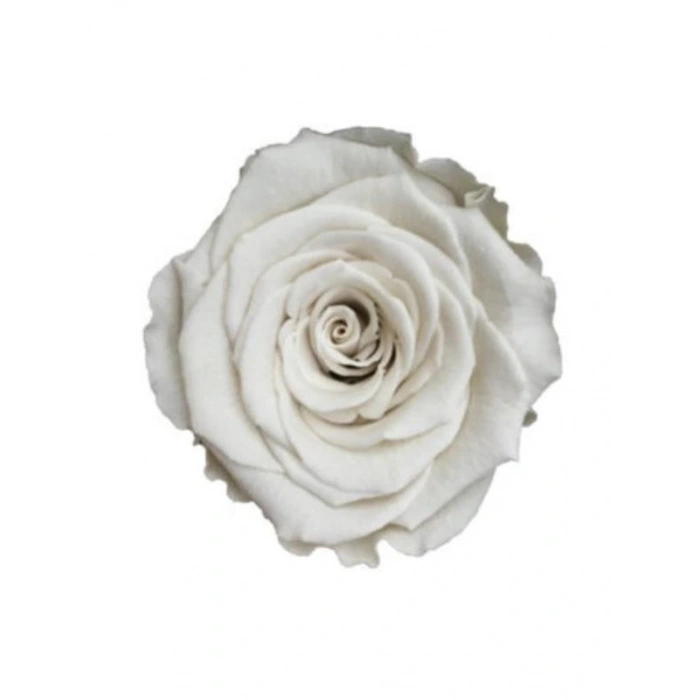Rose Amor WHİ-04 BEYAZ şoklanmış solmaz gül XL