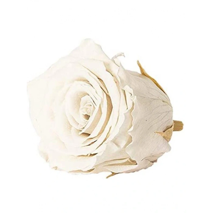 Rose Amor WHİ-04 BEYAZ şoklanmış solmaz gül XL