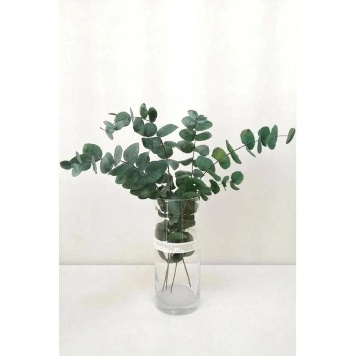 Şoklanmis Büyük Mavi Okaliptus Demeti