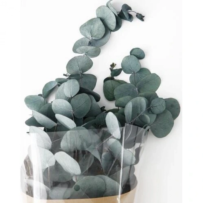 Şoklanmış Eucalyptus Populus Bitkisi