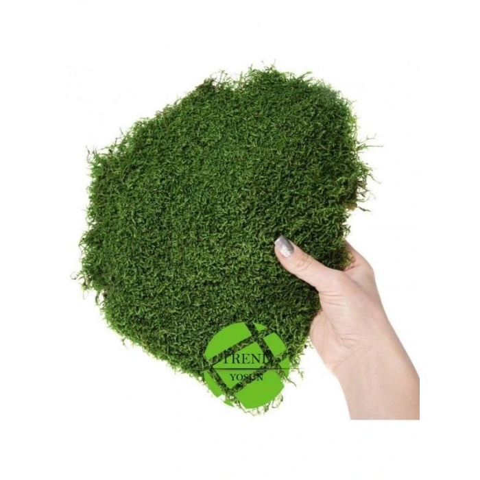 Şoklanmış Flatmoss Kara Yosunu 250 Gr.