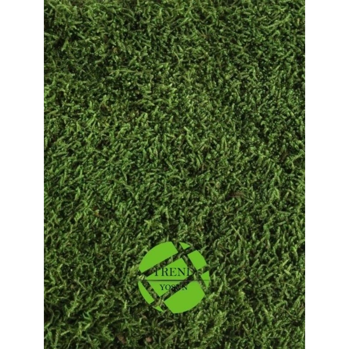 Şoklanmış Flatmoss Kara Yosunu 250 Gr.