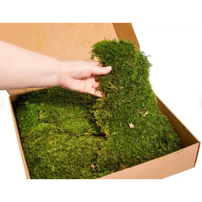 Şoklanmış Flatmoss Kara Yosunu 500 Gr.