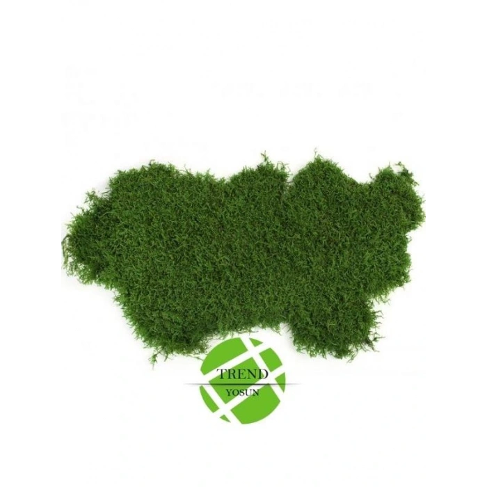 Şoklanmış Flatmoss Kara Yosunu 500 Gr.