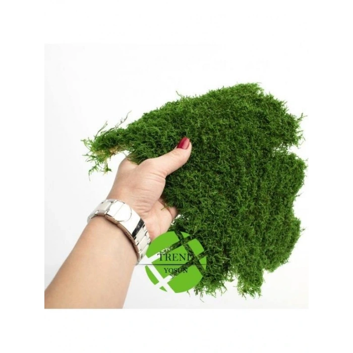 Şoklanmış Flatmoss Kara Yosunu 500 Gr.