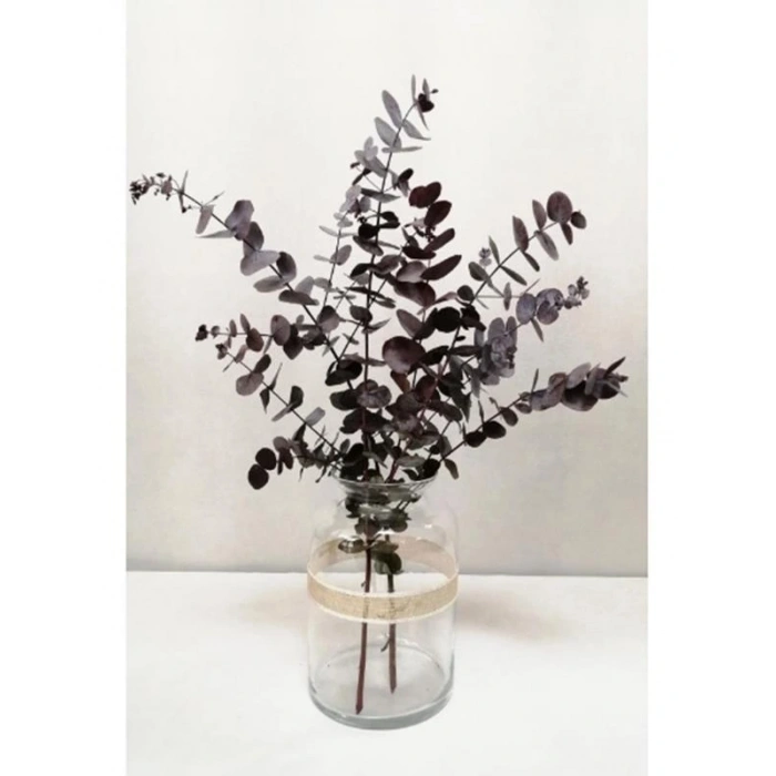 Şoklanmis Küçük Kırmızı Okaliptus Demeti