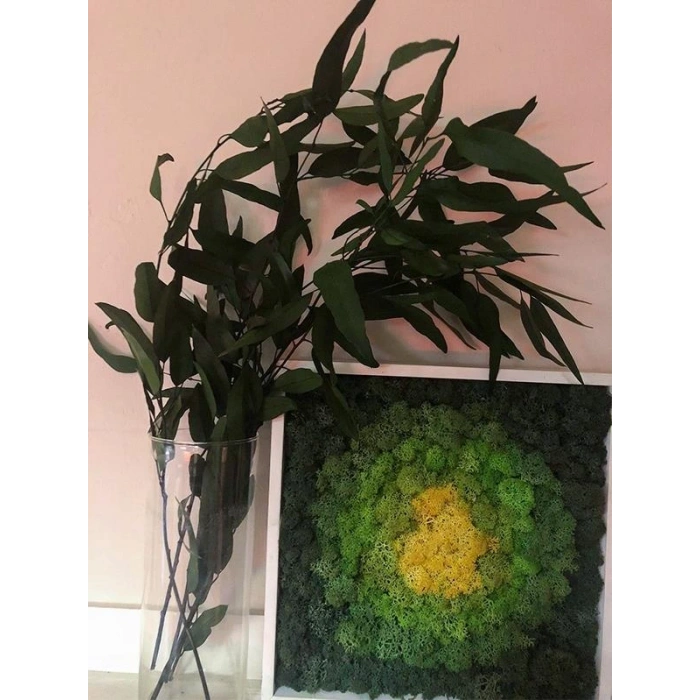 Şoklanmış Nikoly Demeti