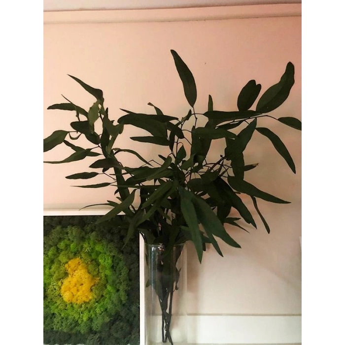 Şoklanmış Nikoly Demeti