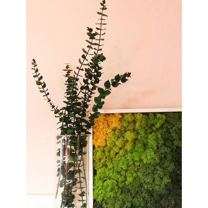 Şoklanmış Okaliptus Demeti