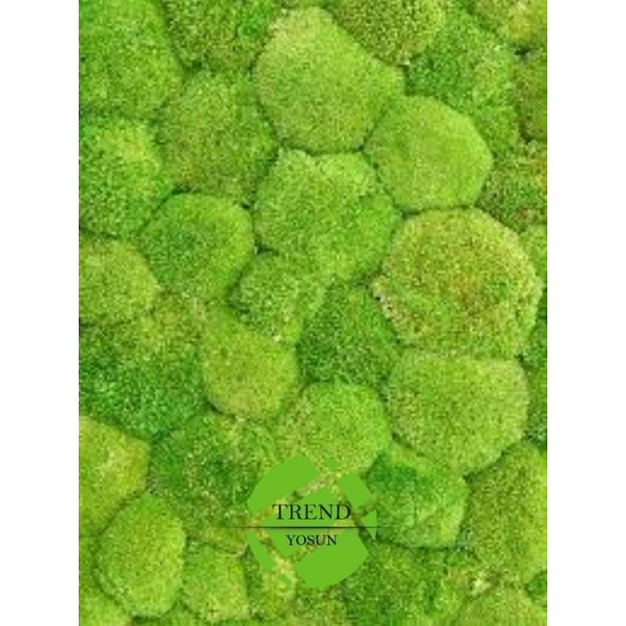 Top Yosun Şoklanmış Ort.250 Gr. Ballmoss Yosun Açık Yeşil