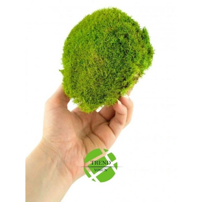 Top Yosun Şoklanmış Ort.500 Gr. Ballmoss Yosun Açık Yeşil
