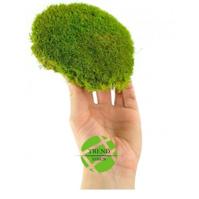 Top Yosun Şoklanmış Ort.500 Gr. Ballmoss Yosun Açık Yeşil